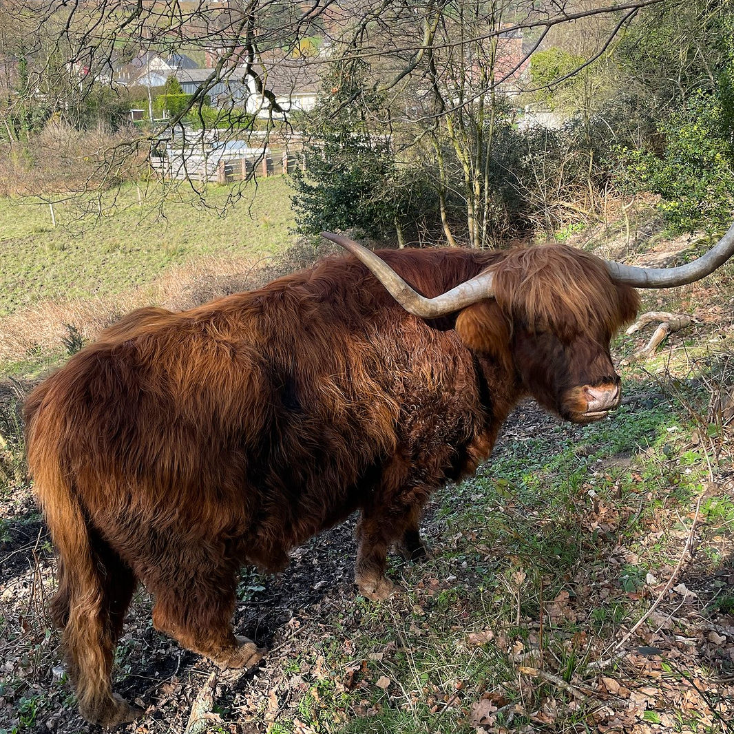 Animaux