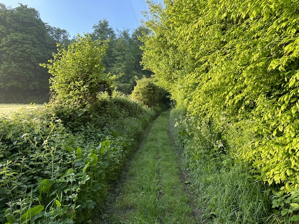 A quelques mètres du parking, nous sommes déjà sur le chemin qui monte sur le massif du bois Mazier.
