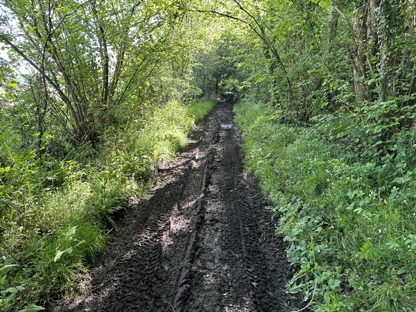 Nous sommes maintenant sur le chemin du Bois Mazier. Ce chemin de lisière garde l'humidité, il est très boueux malgré deux jours de soleil. Le passage de quads n'a pas aidé.