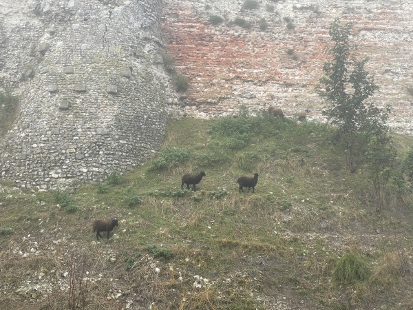Des moutons sont chargés de l'entretien du fossé sec.
