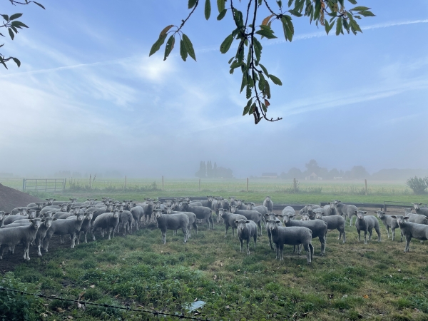 Nous arrivons sur le plateau. La lumière du matin donne un aspect phosphorescent aux moutons.