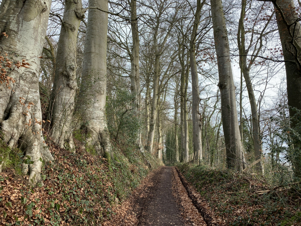 Nous montons maintenant vers le château de Wargemont, entre les rangées de hêtres.