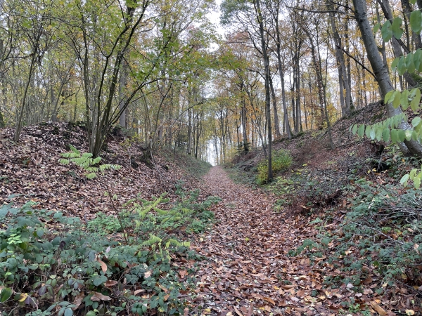 Bois l'Abbé sur le coteau nord de l'Eure.