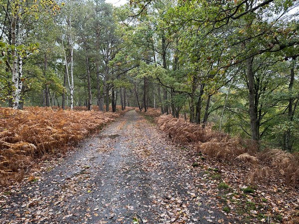 Amoureux des balades en forêt, ces longs chemins rectilignes ne nous ont pas paru ennuyeux. Attention, la forêt de Beaumont est un domaine de chasse et une forêt privée. Il faut rester sur les chemins communaux que suivent ce circuit. Les chasses ici sont très bien gérées, et nous sommes en sécurité sur ces chemins.&nbsp;