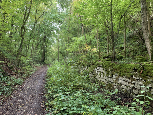 Nous sommes sur l'ancienne voie ferrée Vernon-Pacy. Il ne s'agit pas d'une voie verte rectiligne et goudronnée, mais d'un charmant chemin forestier à mi-pente sur la colline qui domine le Grand Val d'Aconville. On voit à droite les vestiges du renforcement du talus.