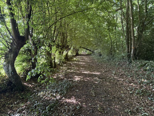 Nous traversons l'ancienne voie ferrée Bernay - Ste-Gauburge, devenue voie verte, et marchons maintenant sur les délicieux chemins du Grand Parc.