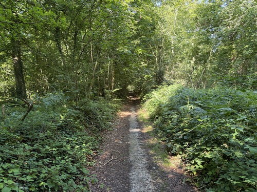 Après le Grand Parc, nous marchons dans le bois de la Couture.