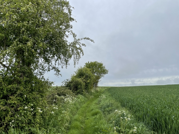 Nous traversons la plaine agricole au sud de Boissay, en direction des Marettes.