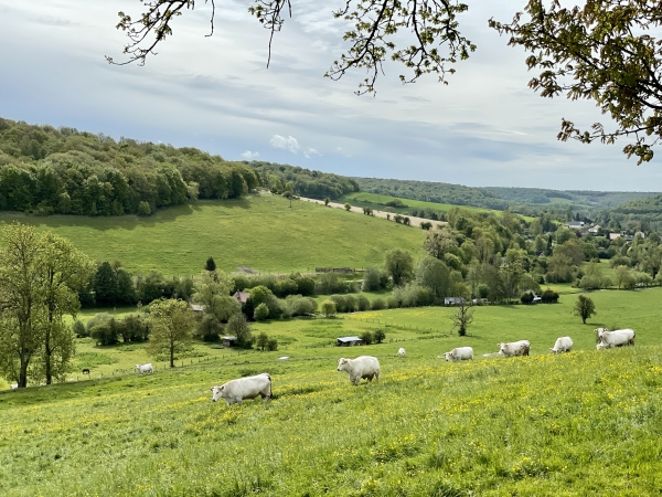 Les vaches se baladent dans les pissenlits.