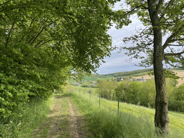 Ce chemin de la Côte du Héron est tellement agréable, qu'on est déçu de déjà distinguer le village de Rebets.