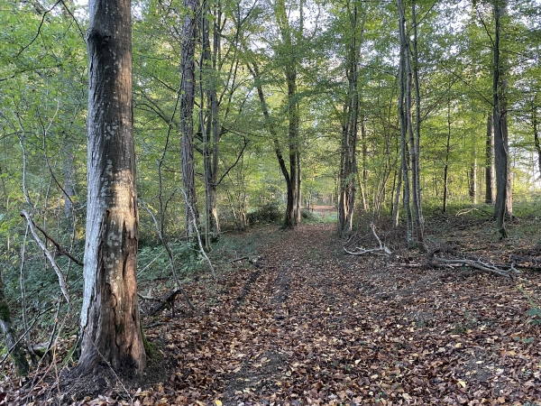 Le large chemin dans le bois monte vers le plateau.