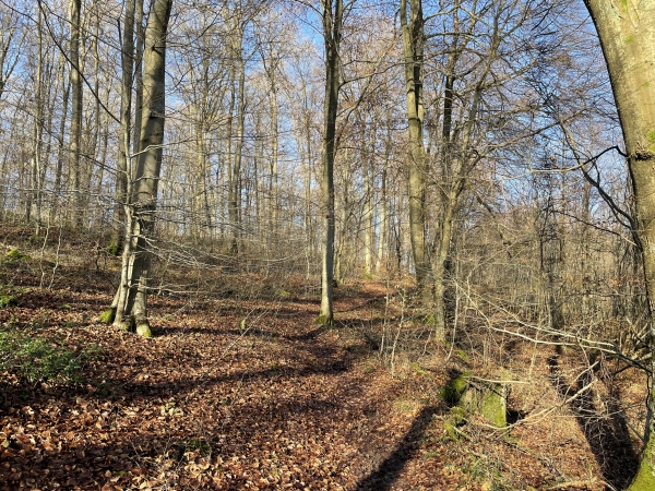 A mi-pente, nous quittons le chemin pour suivre ce sentier qui monte au sommet de la Marlière au Roi.