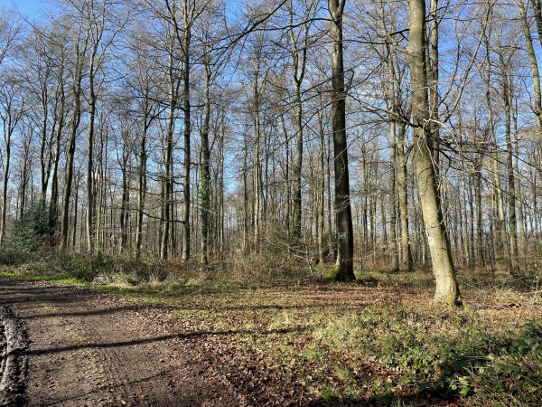 Au bout de la ligne droite, nous quittons la route forestière pour suivre le sentier à droite.
