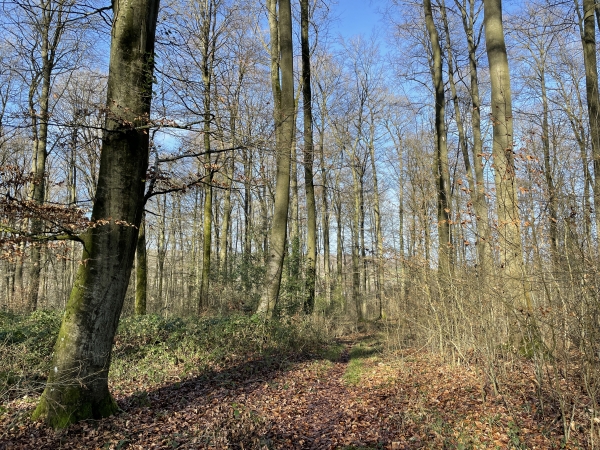 Ce sentier, le Chemin de la Forêt, descendait jusqu'à la rue de l'Eglise, au centre de Croisy. Il est désormais coupé par le nouveau tracé de la N31 qui contourne Croisy.