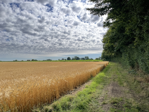 Je tourne vers l'est, le long du bois Guérin.