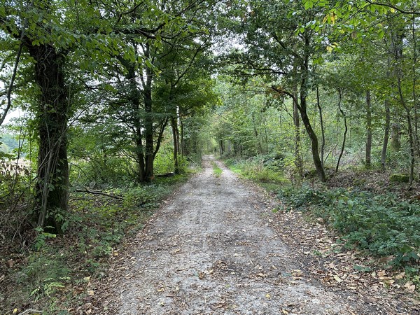 La rue de Bize se prolonge en chemin et nous retrouvons le bois de Bimorel.