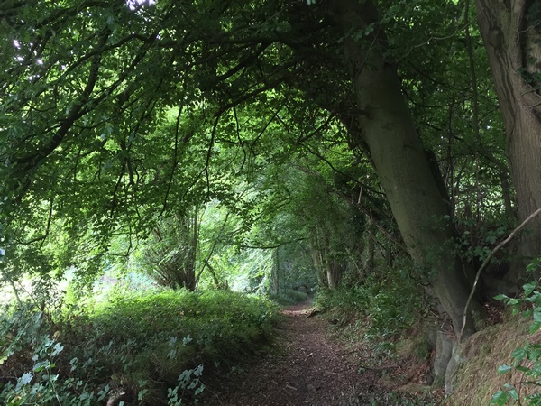 Cet agréable chemin contourne la ferme de Bellevue, et descend vers la vallée de la Seine.