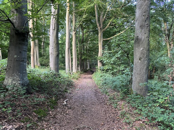 Dans le bois de la Pendue, nous descendons vers la vallée de la Saâne.