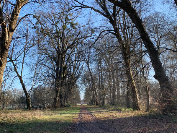 Nous sommes montés sur le coteau est de la Scie par le bois du Vieux Montigny. Au bout de cette allée, nous distinguons à peine le château de Montigny.
