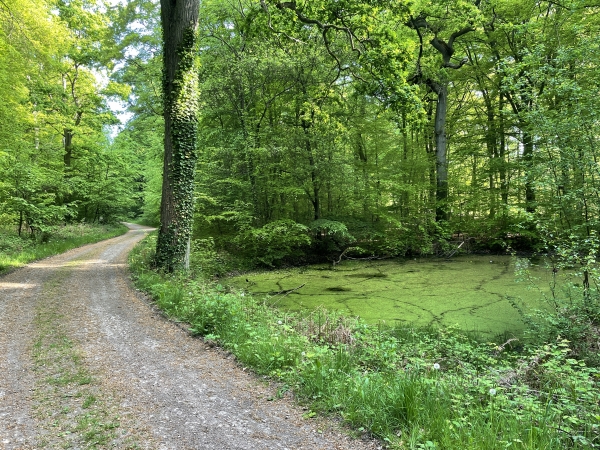 Nous commençons par marcher vers le nord, sur la Route de la Mare Pigeonnière, que l'on voit ici à droite.