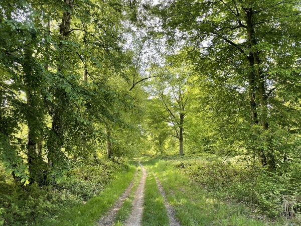 Nous marchons maintenant près de la lisière de la forêt, non loin du lieu-dit Le Bocage.