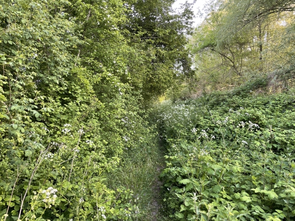 Ce mois de mai alterne le soleil et la pluie, et la végétation explosive a envahi cette partie du chemin des marais. Rien de méchant, et ce chemin est entretenu régulièrement.