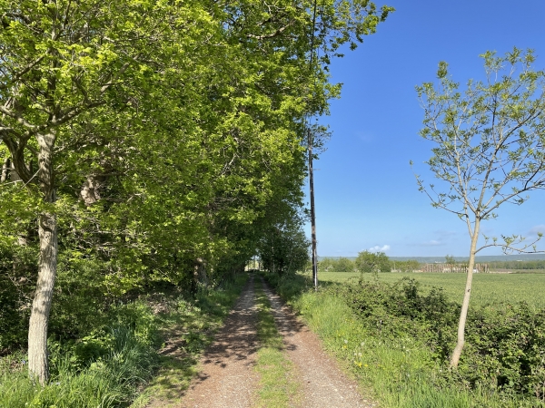 Nous rejoignons le chemin de la Cerisaie pour entrer dans le Grand Bois de Bardouville.