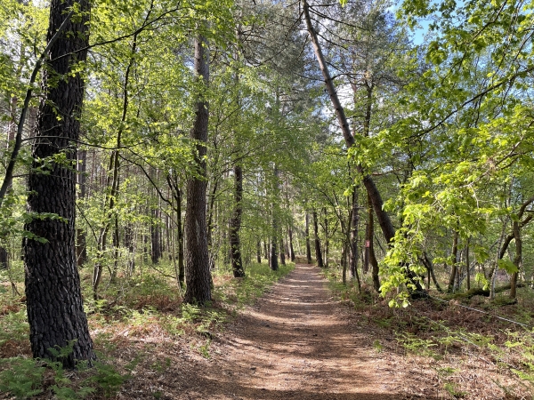 A notre droite, cachées par les arbres, les gravières s'étendent jusqu'à la Seine.
