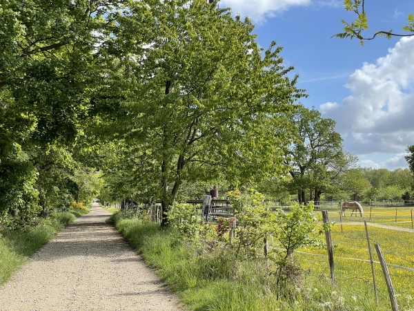 Allée de la Ligne des Hêtres.