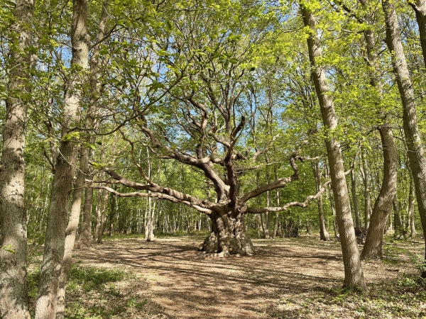 A notre gauche, le majestueux Chêne des Lacs. Son nom viendrait du mot normand "leu" qui signifie loup.