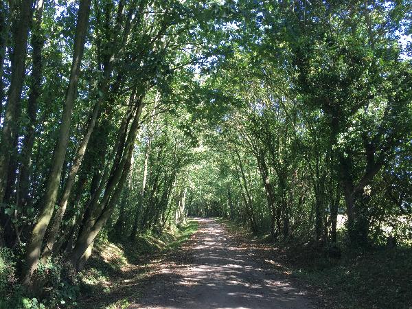 Nous suivons maintenant un long chemin qui offre plusieurs paysages, ici sa version boisée.