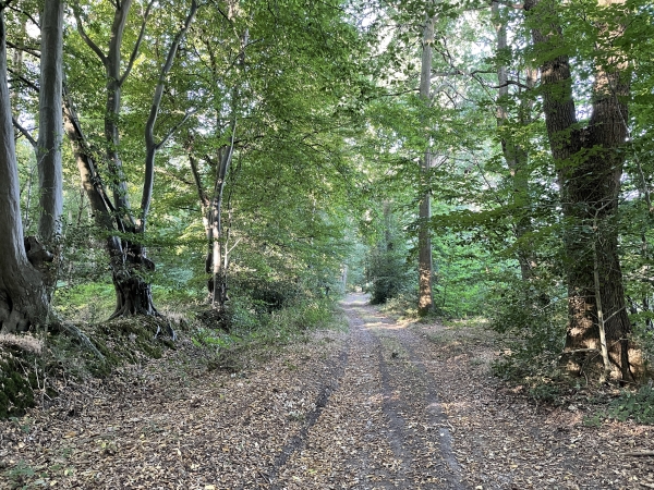 Nous sortons de la forêt domaniale sur ce chemin qui débouche sur la route de la Boulière.