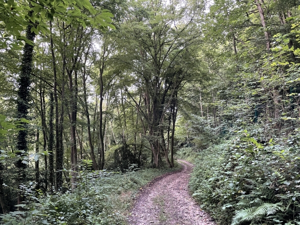 Nous descendons dans le bois du Plessis jusqu'au vallon.