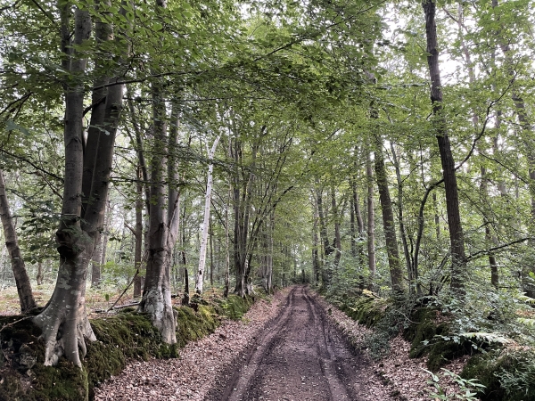 Nous quittons le GR224, et suivons les chemins dans les bois de la Longue Arure.