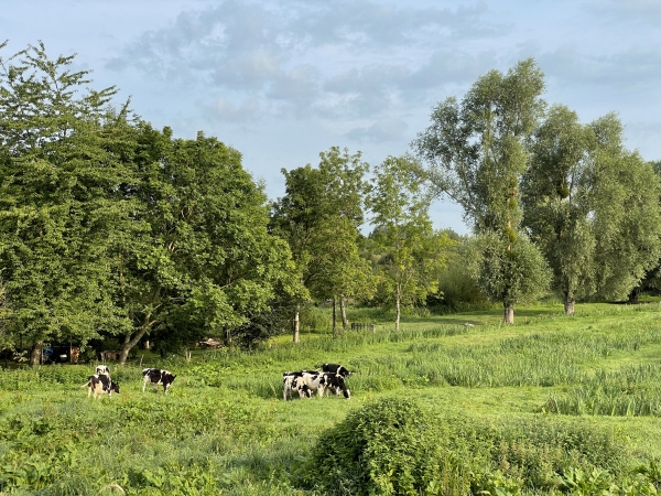 Les paysages typiques du Marais Vernier mériteraient une photo à chaque pas, il y en a plusieurs dans l'album de la rando.