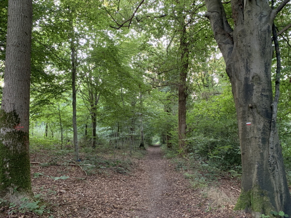 Nous sommes dans le bois de l'Ermitage sur une variante du GR210.