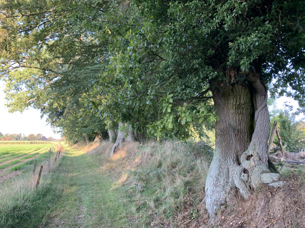 La Corbière, ancien clos-masure planté de chênes et de charmes.