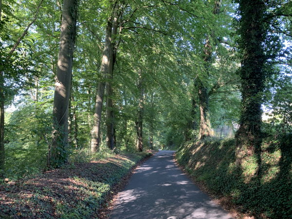 Nous voilà de retour dans le bois de l'Ermitage.