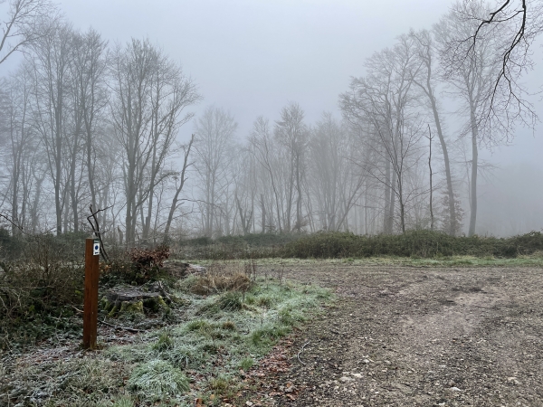 Arrivés à la route forestière du Châtelet, nous suivons le chemin de la Côte Blanche sur la gauche pour descendre vers Saint-Martin.