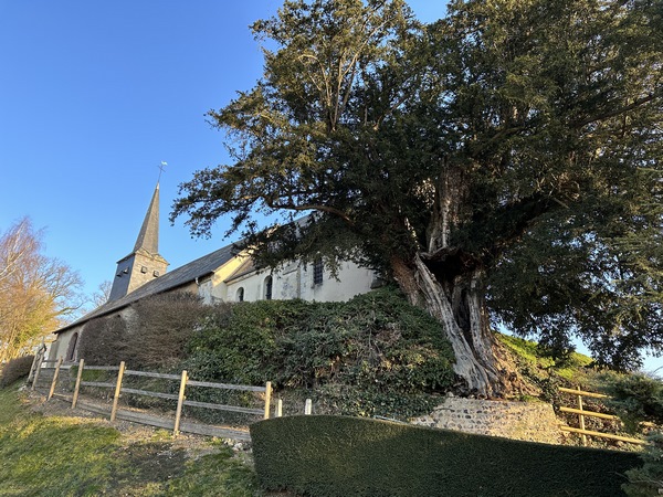 L'église Saint-Martin-et-Saint-Pierre (XIIe XIIIe) est précédée de son if millénaire.