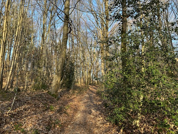 Nous traversons le bois des Bruyères sur le coteau nord de la Vilaine.