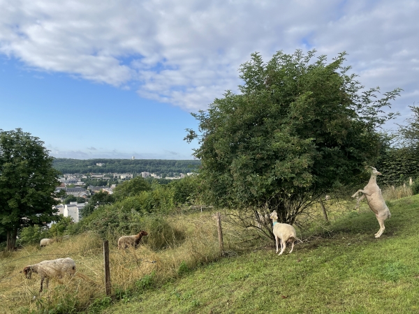 Au sommet, nous sortons de la forêt, suivons la rue de la Corniche, et rejoignons ici le chemin de la Côte Saint-Sauveur.
