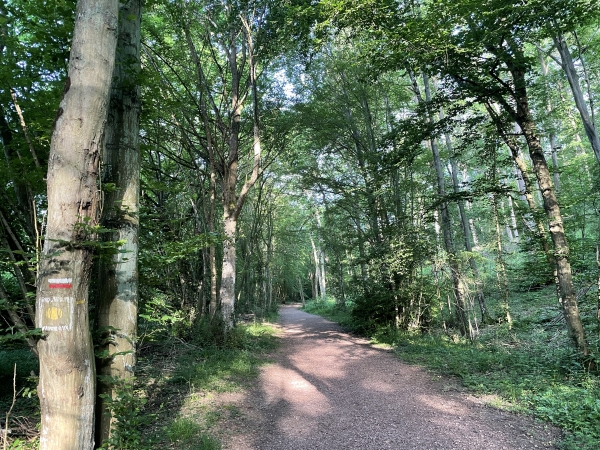 Chemin du Valème sur le GR26 au pied du bois de Saint-Michel.