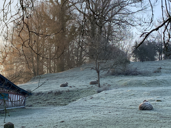 Mais, oui, ce sont bien des moutons ! Sans le zoom, on ne les a pas identifiés tout de suite.