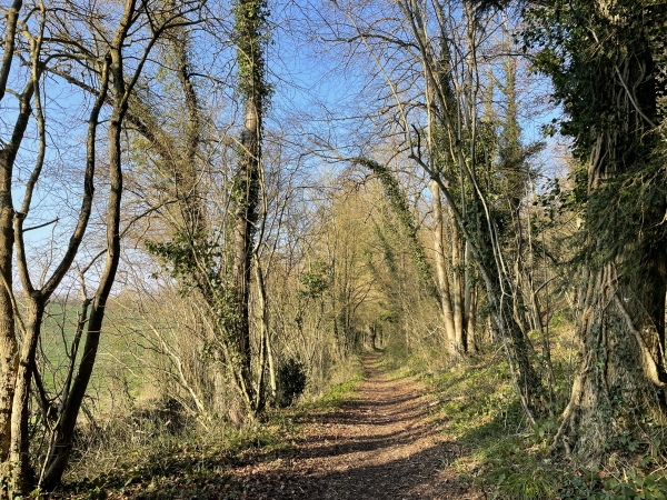 Les chemins de la forêt de Montfort ne déçoivent jamais.