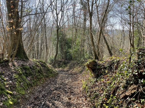 Nous descendons le bois de la Salle vers le Bréard, petite rivière qui possède un superbe gué.