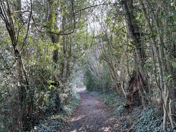 Nous sommes dans les bois qui couvrent les coteaux entre Freneuse-sur-Risle et St-Grégoire-du-Vièvre.