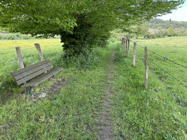 Nous traversons la vallée du Bec sur ce délicieux chemin bordé d'anciens arbres têtards.