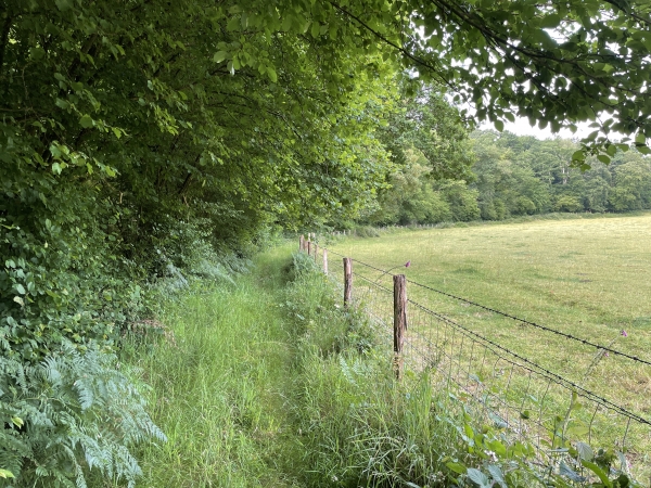 Nous quittons la petite route pour suivre ce chemin entre bois et patures.