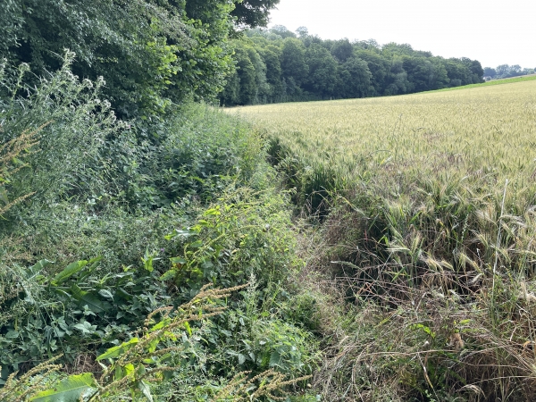 Sur quelques mètres, notre chemin devient une coulée entre les orties et le champ d'orge.